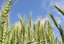 Türkiye’de ilk kez buğday fiyatına endeksli sukuk ihracı yapıldı